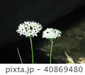 ニラの花 40869480