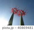 青空と２本のヒガンバナ 40869481