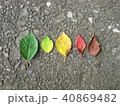 葉っぱの紅葉 40869482