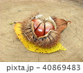 栗 40869483
