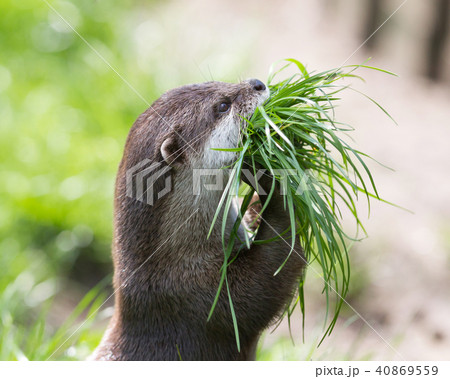 Small claw otter gathering nest material 40869559