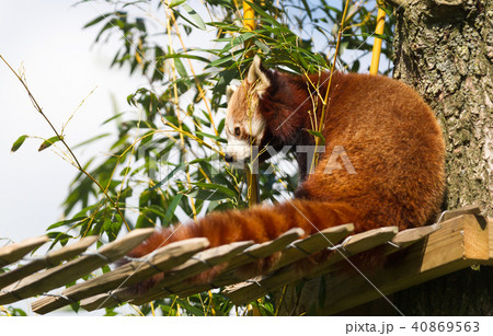 Red panda eating bamboo 40869563