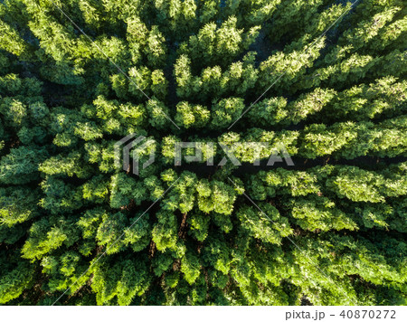 Top view of a green forest. Natural background. Drone photographу Top view of a green forest. Natural background. Drone photographу 40870272