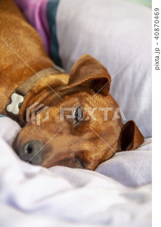 Miniature pinscher dog sleeping on a carpet Miniature pinscher dog sleeping on a carpet 40870469
