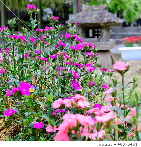 長泉寺の花 長泉寺の花 40870481