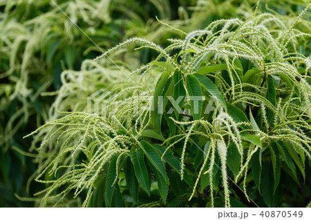 さいたま新都心の見沼田の栗の花と若葉の写真素材