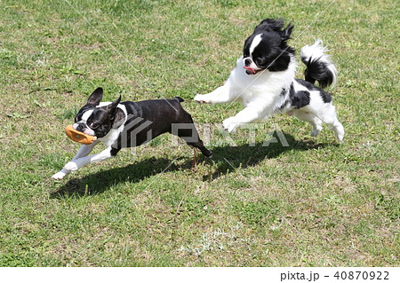 ボストンテリアと狆 40870922