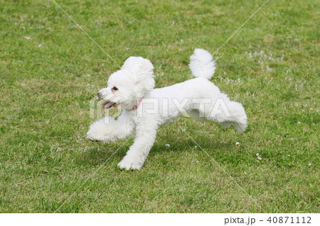 トイプードル 40871112