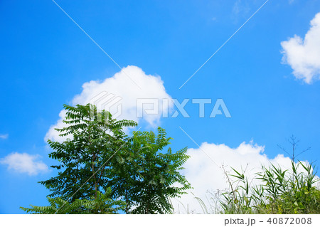 若葉と新緑の見沼田んぼと青空 40872008