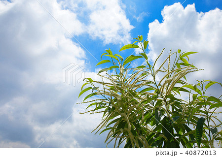 さいたま新都心の見沼田の栗の木の花と若葉の写真素材