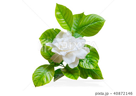 Cape Jasmine or Gardenia jasminoides Asia tropical 40872146