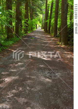 新緑の軽井沢の道 新緑の軽井沢の道 40872211