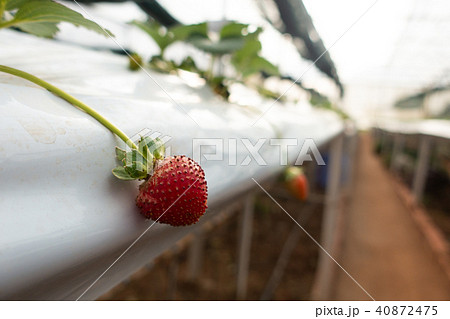 Hydroponics method of growing plants strawberry 40872475