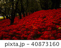 彼岸花 40873160