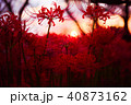 彼岸花 40873162