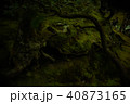 苔 40873165
