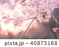 桜 40873168