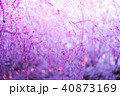桜 40873169