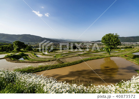 姨捨の棚田 姨捨の棚田 40873572