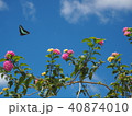青空　蝶　花 40874010