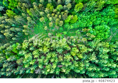 Aerial view of trees in the Northen Vosges Mountains, France Aerial view of trees in the Northen Vosges Mountains, France 40874423