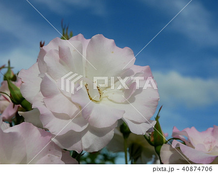 花【薔薇 ピンク】 40874706