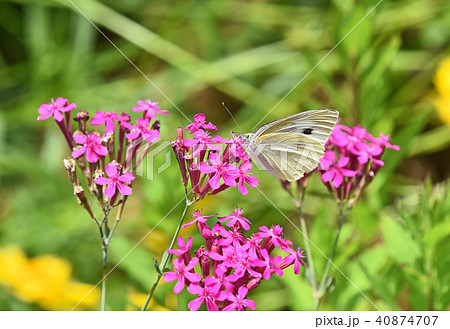 ムシトリナデシコと紋白蝶 ムシトリナデシコと紋白蝶 40874707