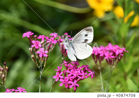 ムシトリナデシコと紋白蝶 ムシトリナデシコと紋白蝶 40874708