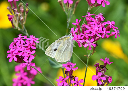 ムシトリナデシコと紋白蝶 ムシトリナデシコと紋白蝶 40874709