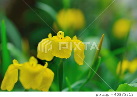 黄菖蒲 40875515