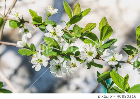 White flowers of an apple tree on a sunny day. White flowers of an apple tree on a sunny day. 40880316