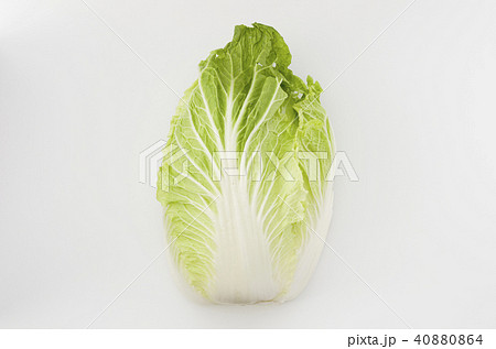 白菜 カット野菜 白菜 カット野菜 40880864