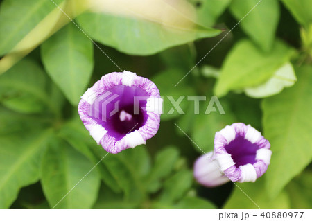 リュウキュウアサガオ リュウキュウアサガオ 40880977