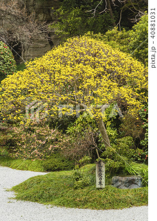 神奈川 鎌倉 報国寺の日本庭園の山茱萸の木の写真素材