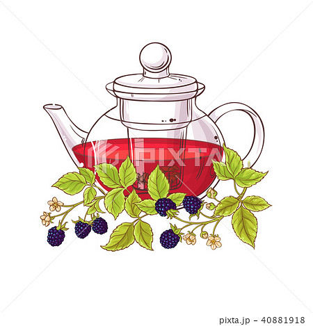 blackberry tea illustration 40881918