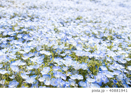 Nemophila (Baby blue eyes) grow as the carpetの写真素材 [40881941