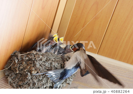 燕の巣 燕の巣 40882264