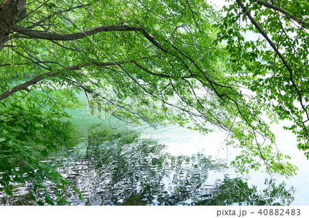 新緑の木崎湖畔 1/fのゆらぎ 新緑の木崎湖畔 1/fのゆらぎ 40882483