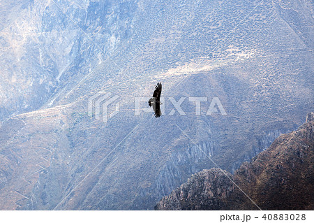 condor soaring above mountains condor soaring above mountains 40883028