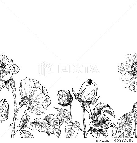 Seamless border of wild roses blossom branch isolated on white. Vintage botanical hand drawn 40883086