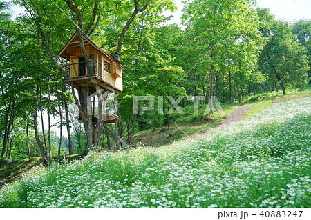 カモミール畑のツリーハウス カモミール畑のツリーハウス 40883247