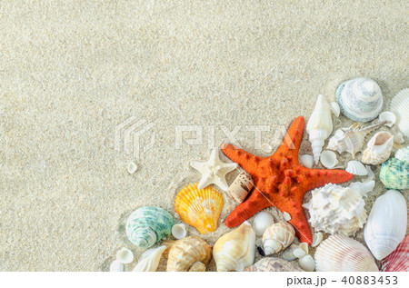 Starfish and seashells on white sand background 40883453