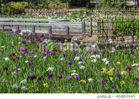 花菖蒲 40883945