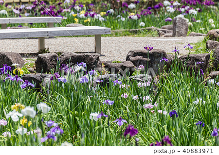 花菖蒲 40883971
