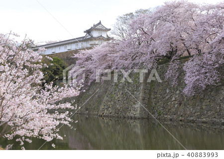 姫路城と桜 姫路城と桜 40883993