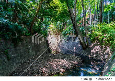 【東京都】等々力渓谷 40884227