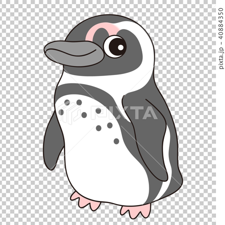 Cape Penguin Stock Illustration