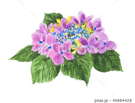 Hydrangea Macrophylla Purple Watercolour Stock Illustration