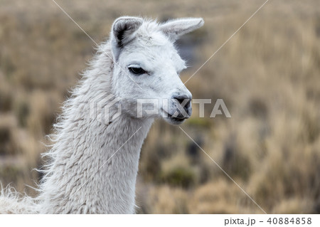 portrait of white lama portrait of white lama 40884858