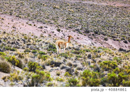 vicuna in the highlands of Peru vicuna in the highlands of Peru 40884861